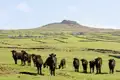 Auf unserer YOUNG LINE Rundreise durch Irland und Nordirland erleben wir vibrierendes Stadtleben und zwischendurch Natur pur, so weit das Auge reicht.
