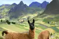 Während unserer YOUNG LINE TRAVEL Rundreise für Traveller ab 35 Jahren durch Ecuador werden wir auch die ein oder andere tierische Begegnung erleben.