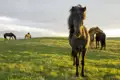 Auf unserer YOUNG LINE Rundreise durch Island haben wir Gelegenheit, die faszinierende Landschaft vom Rücken eines Islandpferdes aus zu erkunden.