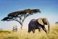Auf Ihrer Tansaniareise kommen Sie auch in den Tarangire-Nationalpark. In dieser Gegend sind weniger Touristen unterwegs, dafür umso mehr Dickhäuter: Tarangire hat eine besonders große Population von Elefanten!