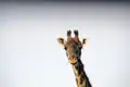 Während unserer Marco Polo Reise durch Tansania in einer Mini-Gruppe unternehmen wir zahlreiche Safaris, immer auf den Spuren der Big Five.
