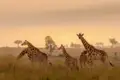 Beeindruckende Tiere: Giraffen gehören sicher zu den eindrucksvollsten Vertretern der afrikanischen Tierwelt wie wir auf unserer Marco Polo Reise durch Südafrika feststellen.