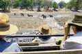 Safari im Krügerpark: Mit etwas Glück bekommen Sie die Big Five der Großwildjäger zu sehen: Elefanten, Nashörner, Büffel, Löwen und Leoparden.