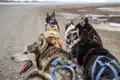nowegen-spitzbergen-huskies