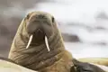 Robben kann man in der spektakulären Landschaft Spitzbergen während eine Bootstour gut beobachten.