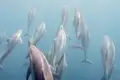 Mit etwas Glück haben Sie bei Ihrem individuellen Badeaufenthalt auf der Insel Mauritius die Möglichkeit Delfine zu sehen.