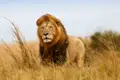 Auf der Safari bei Ihrem Aufenthalt in der Krügerparkregion stehen die Chancen gut, neben Löwen auch die anderen der Big Five vor die Kamera zu bekommen.