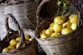 Der perfekte Abschluss eines erlebnisreichen Tages in Sizilien: eine erfrischende Granita al Limone aus frisch geernteten Zitronen