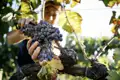 Auf unserer Rundreise durch Sizilien kommen wir auch an vielen Weinbergen vorbei. Die sizilianischen Rotweine sind bekannt für ihre fruchtigen Aromen und tiefe Farbe.