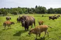 Auf Ihrer Reise besuchen Sie eine Bison-Farm.