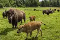 Auf Ihrer Rundreise besuchen Sie eine Bison-Farm.