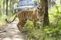 Mit etwas Glück begegnen wir auf unserer Rundreise durch Rajasthan im Ranthambore-Nationalpark einem Bengaltiger - ein wahres Highlight.
