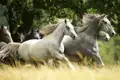 Auf unserer Maro Polo Top Preis Reise nach Slowenien übernachten wir in der Heimat der berühmten Lipizzanerpferde, am Gestüt in Lipica.