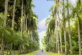 Auf unserer Marco Polo Top Preis Reise nach Sri Lanka lassen wir uns von der Pflanzenvielfalt im botanischen Garten von Peradeniya beeindrucken.