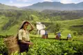 Das beliebteste Exportgut des Landes, Tee, lernen wir auf unserer Marco Polo Top Preis Reise durch Sri Lanka besser kennen.