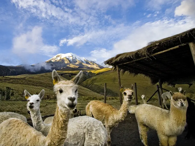 Ganz sicher begegnen uns auf dieser Reise durch die Bergwelt der Anden auch die knuffigen Alpacas