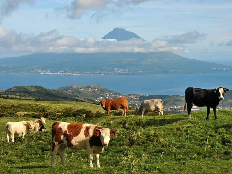 Genieße auf dieser Rundreise mit YOUNG LINE die einzigartige Natur auf den Azoren, z.B. auf Wanderungen zu Vulkankratern oder bei einer Tour zum Kratersee von Sete Cidades.