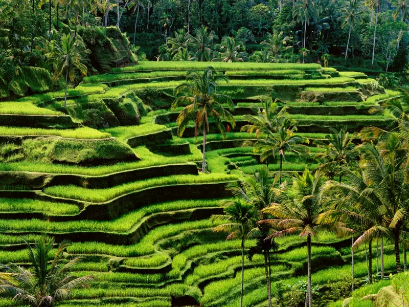 Eine der schönsten Landschaften Balis, die wir auf unserer Rundreise sehen, sind die typischen Reisterrassen mit dem üppigen Grün der reifenden Pflanzen.