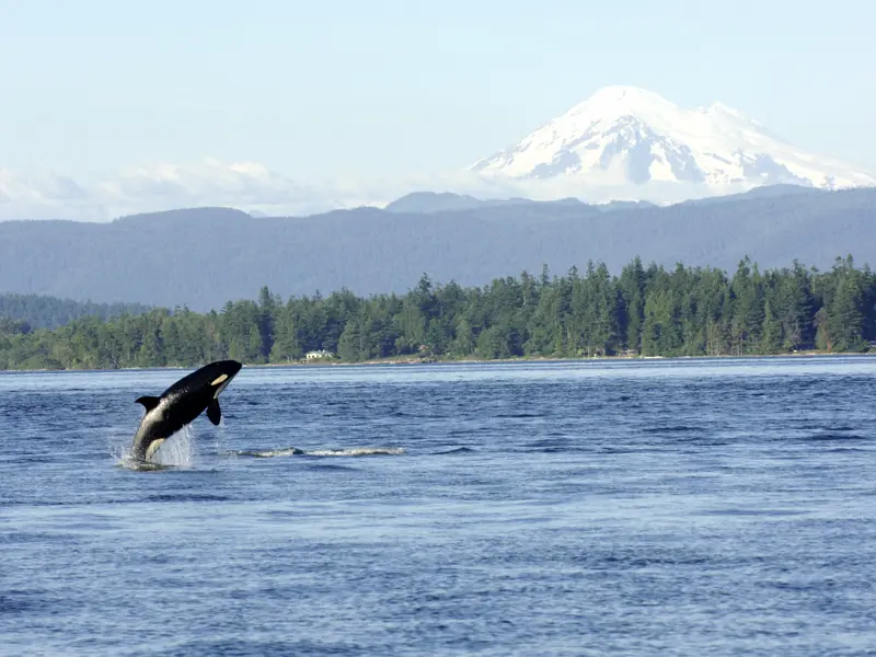 An der Pazifikküste von British Columbia besteht die Gelegenheit, beim Whale-Watching Orcas zu beobachten.