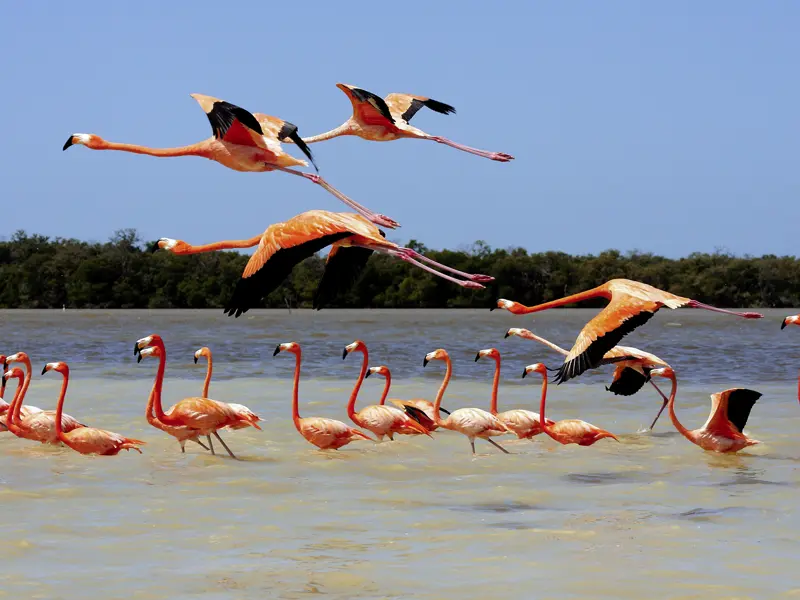 Auf unserer Rundreise durch Mexiko steigen wir im Biosphärenreservat Rio Lagartos um aufs Boot und nehmen Kurs auf die fotogenen Flamingoschwärme.