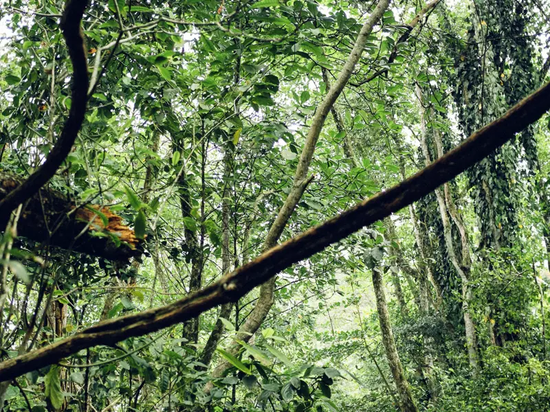 Auf dieser Rundreise durch Costa Rica gehören immer wieder Erlebnisse im Dschungel mit dazu.