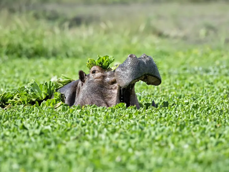 Auf dieser Rundreise mit YOUNG LINE kommst du den Tieren Südafrikas ganz nah - zum Beispiel auf einer Hippo-Safari per Boot im iSimangaliso Wetland Park.
