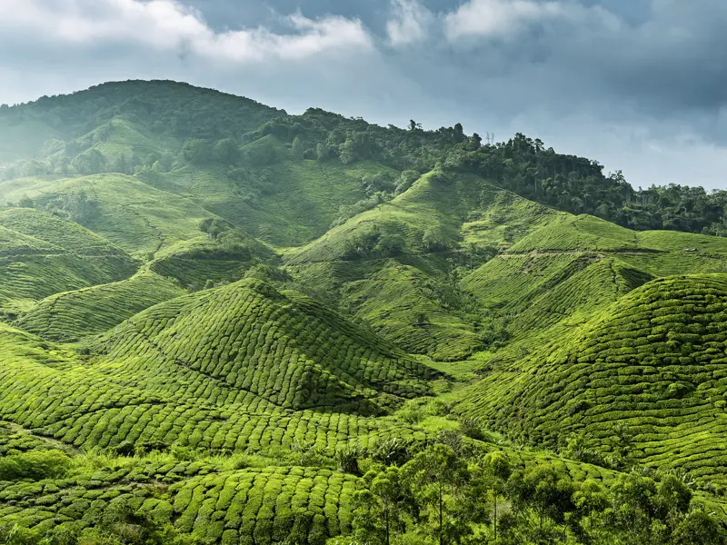 Auf unserer Rundreise geht es heute in die Cameron Highlands im Hochland von Malaysia, wo wir auf einer Teeplantage alles über den Weg des Tees vom Strauch bis  in die Tasse erfahren.