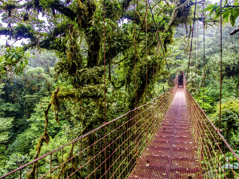 Auf dieser Entdeckerrreise nach Costa Rica besuchen wir den Nebelwald von Monteverde und spazieren auf Hängebrücken durch das beeindruckende Blätterdach des tropischen Waldes.