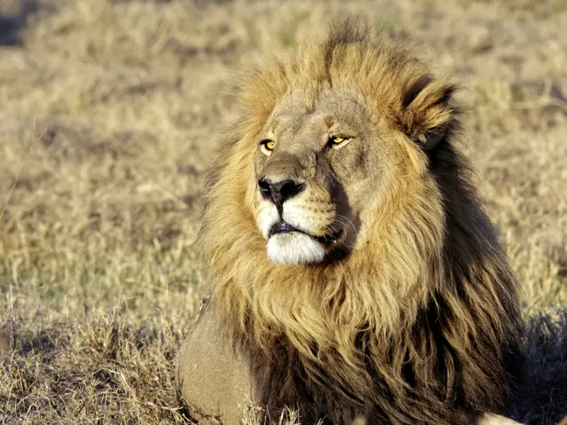 Safaritrip in Tansania: Ob wir auf unserer Rundreise auch dem König der Savanne begegnen?