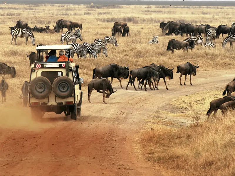 Im Ngorongoro-Krater begegnen wir unzähligen Gnus und Zebras. Nirgendwo auf der Welt leben so viele Großwildtiere auf so kleinem Raum zusammen wie in diesem 20 km breiten Vulkankrater in Tansania. Ein Highlight unserer Rundreise.