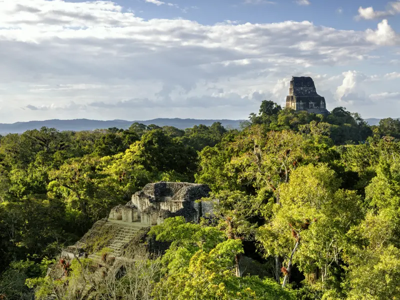 Mitten im Dschungel warten in Guatemala die Mayaruinen von Tikal auf Sie. Ringsum moosbedeckte Tempel, Paläste und Plätze, und im Dickicht verstecken sich Brüllaffen, Papageien und Nasenbären.