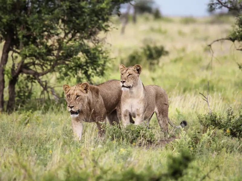 Auf Ihrer Rundreise durch Südafrika haben Sie gute Chancen, dass Ihnen im Krügerpark und im Karongwe-Wildreservat nicht nur Löwen, sondern auch die anderen Big Five über den Weg laufen.