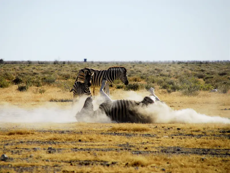 Einer der Höhepunkte dieser Rundreise durch Namibia erwartet Sie im Etoschapark: Ganz sicher werden Sie Zebras, Gnus und Giraffen sichten, mit etwas Glück auch Löwen, Nashörner und Elefanten. An den Wasserstellen bieten sich Fotomotive in Hülle und Fülle.