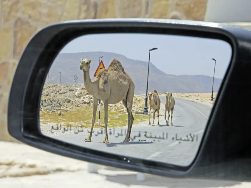 Auf Ihrer individuellen Rundreise durch den Oman kann es schon mal vorkommen, dass Ihnen auf der Gegenfahrbahn Kamele entgegenkommen.