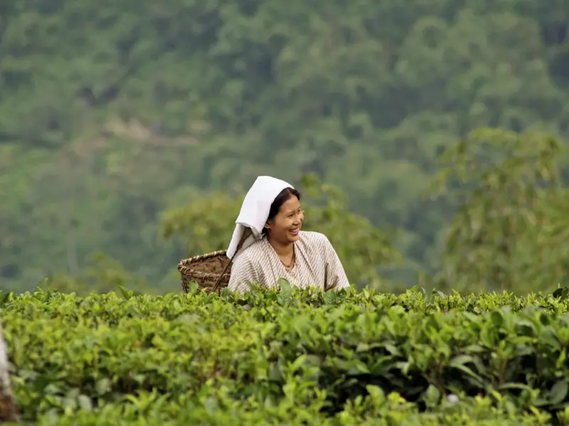 Auf Ihrer individuellen Rundreise durch Bhutan sehen Sie auf den Teefeldern Pflückerinnen bei der Arbeit.