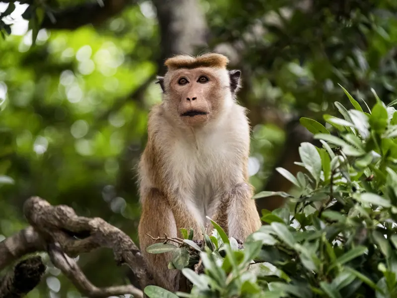 Auf Ihrer individuellen Rundreise durch Sri Lanka werden Sie immer wieder Affen begegnen - manche von ihnen sind ganz schön frech.