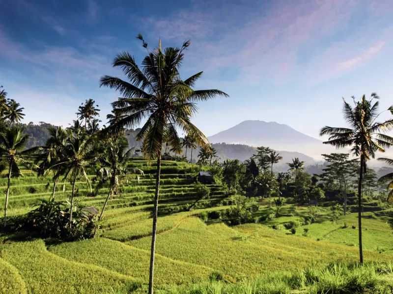 Auf Ihrer individuellen Rundreise nach Bali kommen Sie immer wieder an kunstvoll angelegten Reisterrassen vorbei - die Einheimischen nennen sie "Himmelstreppen".