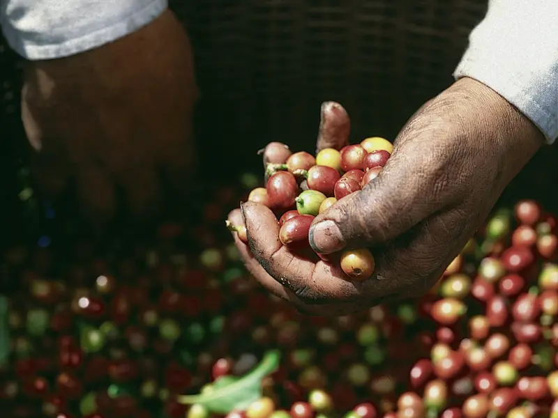 Auf Ihrer individuellen Rundreise durch Costa Rica werden Sie zum Kaffeeplücker: Auf einer familiengeführten Plantage legen Sie Hand an und pflücken die roten Kaffeekirschen vom Baum.