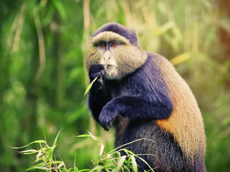 Die Golden Monkey sind im Mgahinga-Nationalpark zu Hause - auf Ihrer individuellen Rundreise durch Uganda und Ruanda können Sie auf Wunsch einen Ausflug zu ihnen unternehmen.
