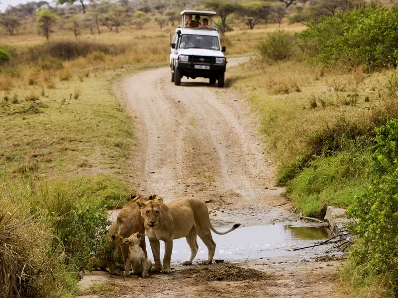 In der Serengeti läuft Ihnen auf Ihrer individuellen Rundreise durch Tansania bestimmt die eine oder andere Löwenfamilie über den Weg.