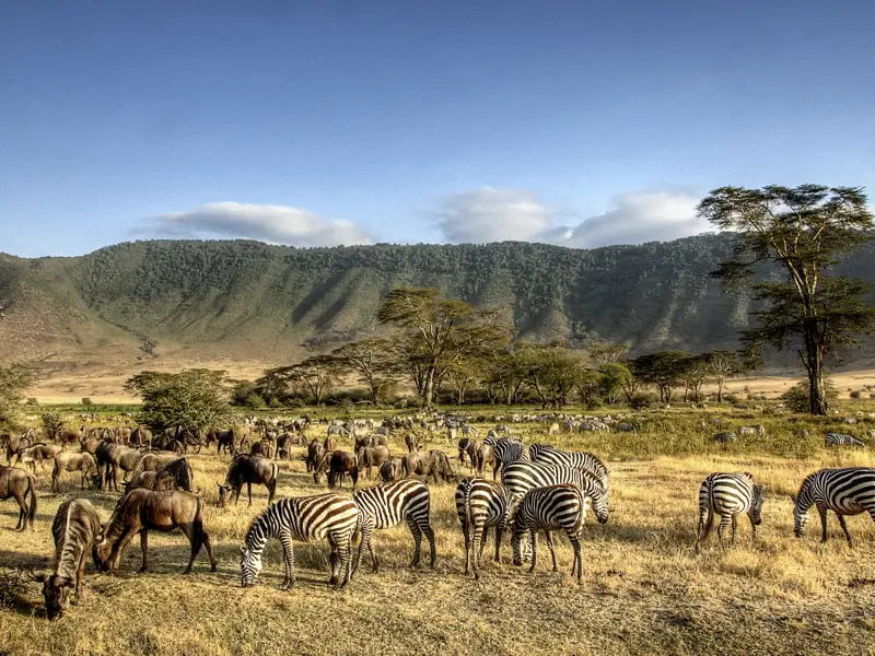 Auf Ihrer individuellen Rundreise durch Tansania erwartet Sie  im Ngorongoro-Krater eine überwältigende Vielfalt an Tieren und Pflanzen - Grzimek nannte ihn eines der Weltwunder.
