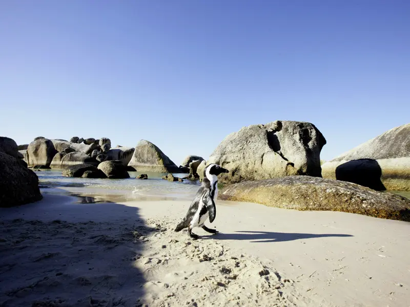 Wenn Sie Frühaufsteher sind, können Sie auf Ihrer individuellen Rundreise durch Südafrika die Gelegenheit nutzen und den Pinguinen am Boulders Beach einen Besuch per Kajak abstatten.