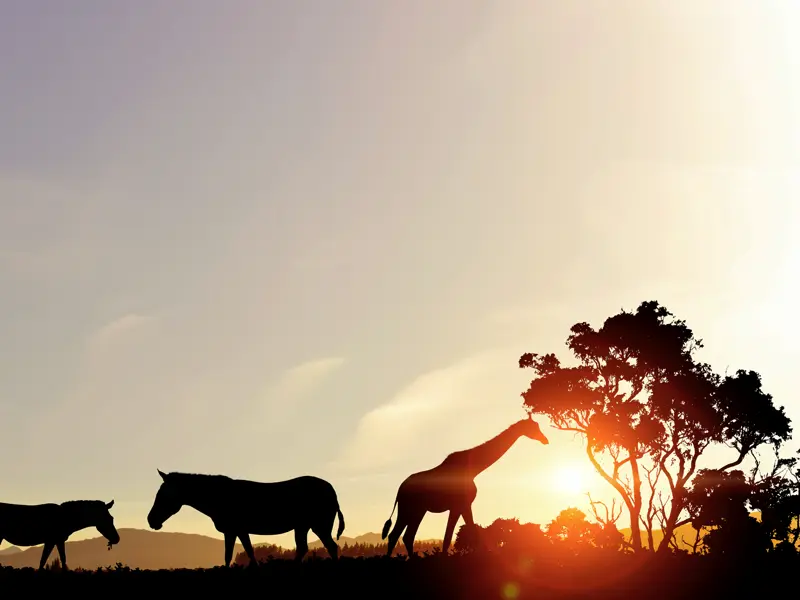 Den Sonnenuntergang, den Sie bei Ihrer indivduellen Rundreise durch Südafrika auf der Safari im Krügerpark erleben, toppt Ihr Ranger noch mit dem passenden Sundowner.
