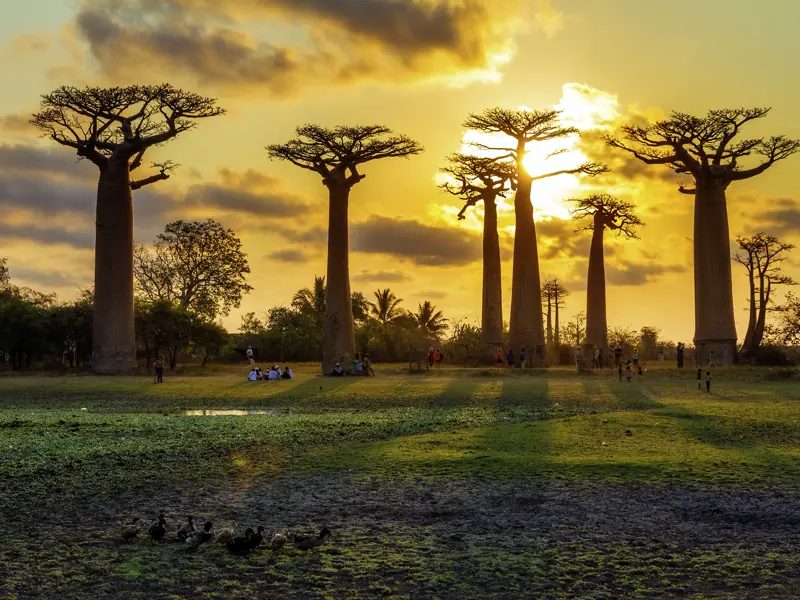 Die Allee der Baobabs ist ein Highlight dieser individuellen Rundreise durch Madagaskar. Mehrere Hundert Jahre alte Exemplare der Affenbrotbäume mit riesigen Stämmen säumen ein Stück der Piste.