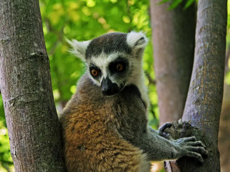 Die Insel der Lemuren lockt mit einer unvergleichbaren Tierwelt