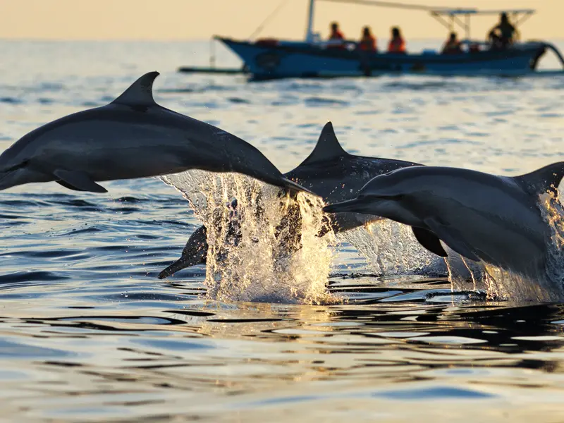Ein Highlight dieser Rundreise für Singles und Alleinreisende ab 35 durch Portugals Süden ist die Delfinbeobachtung bei Setúbal
