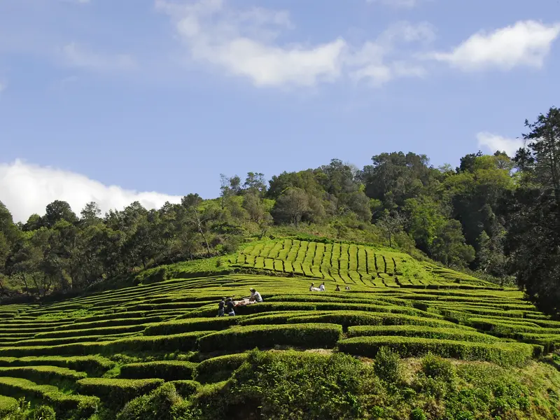 Die einzigen Teeplantagen Europas finden wir auf unserer YOUNG LINE Rundreise im Norden der Azoreninsel Sao Miguel.