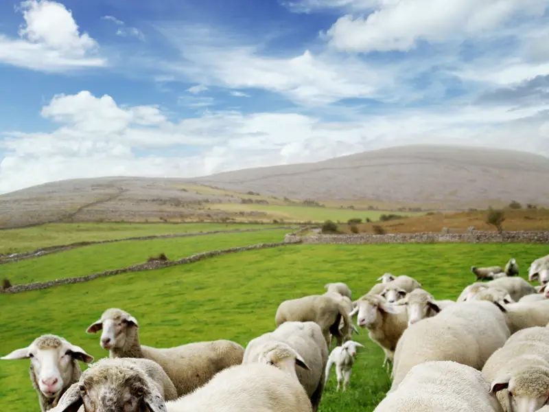 Auf unserer Rundreise mit YOUNG LINE durch Irland erkunden wir Stadt und Land. Auf unserer Fahrt durch Moorlandschaften und Hügel begegnen wir dabei natürlich immer wieder Schafen - ebenso neugierig wie fotogen!