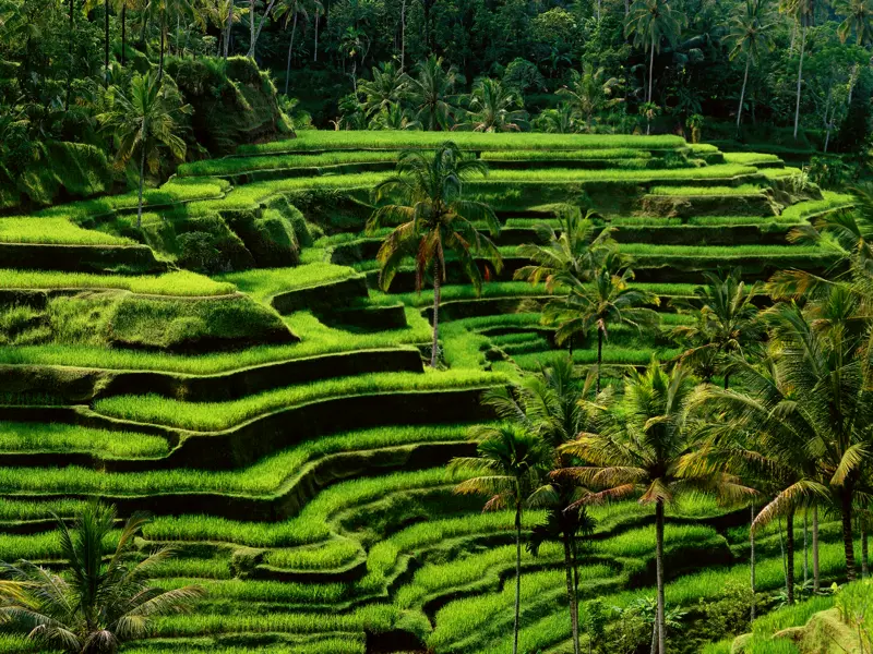 Eine der schönsten Landschaften Balis sind die typischen Reisterrassen, wen das üppige Grün der Pflanzen reift.