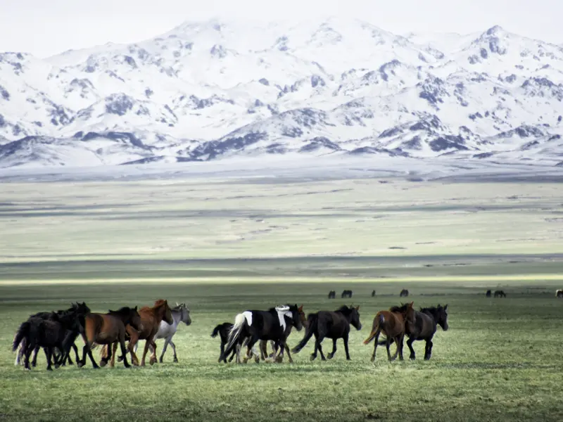 Total relaxte Pferde gehören zu einem der vielen Tierbilder, die wir aus der Mongolei mitbringen.